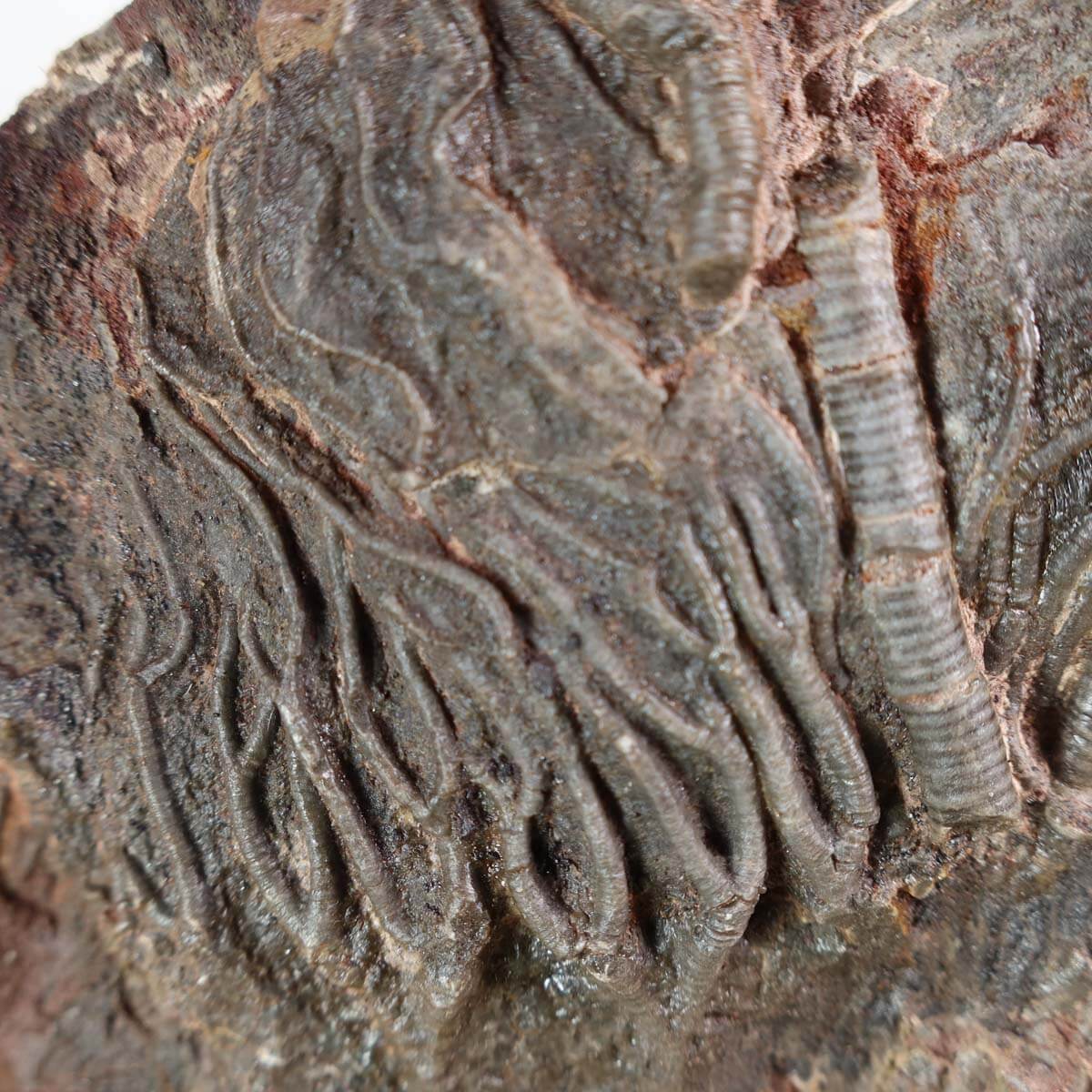 Fossilized Seelilien (Scyphocrinites elegans) from Morocco on display, unique piece, 17x14 cm, 425 million years old, Nr. 107