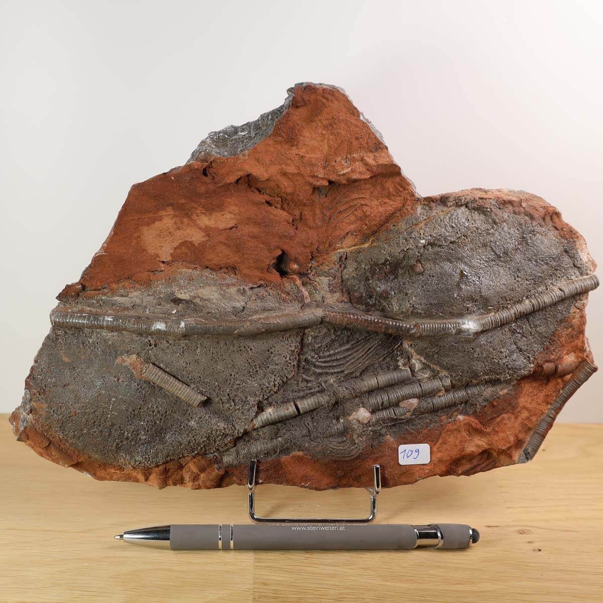 Fossilized sea lilies (Scyphocrinites elegans) from Morocco on display next to a pen for scale.