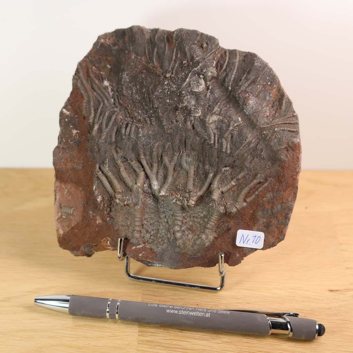 Versteinertes Fossil Seelilien Scyphocrinites elegans 12x12 cm, 425 Millionen Jahre alt, Unikat Nr. 10 neben Kugelschreiber