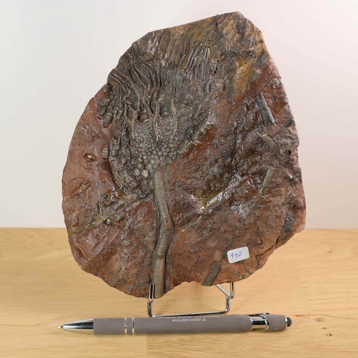 Versteinertes Fossil der Seelilie Scyphocrinites elegans, 16x14 cm, Unikat Nr. 110 aus Marokko, 425 Millionen Jahre alt.