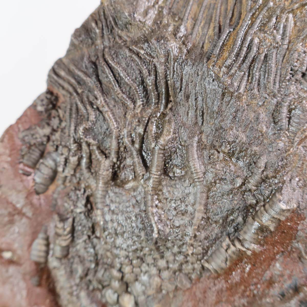 Versteinertes Fossil der Seelilie Scyphocrinites elegans, 16x14 cm, Unikat Nr. 110 aus Marokko, 425 Millionen Jahre alt.