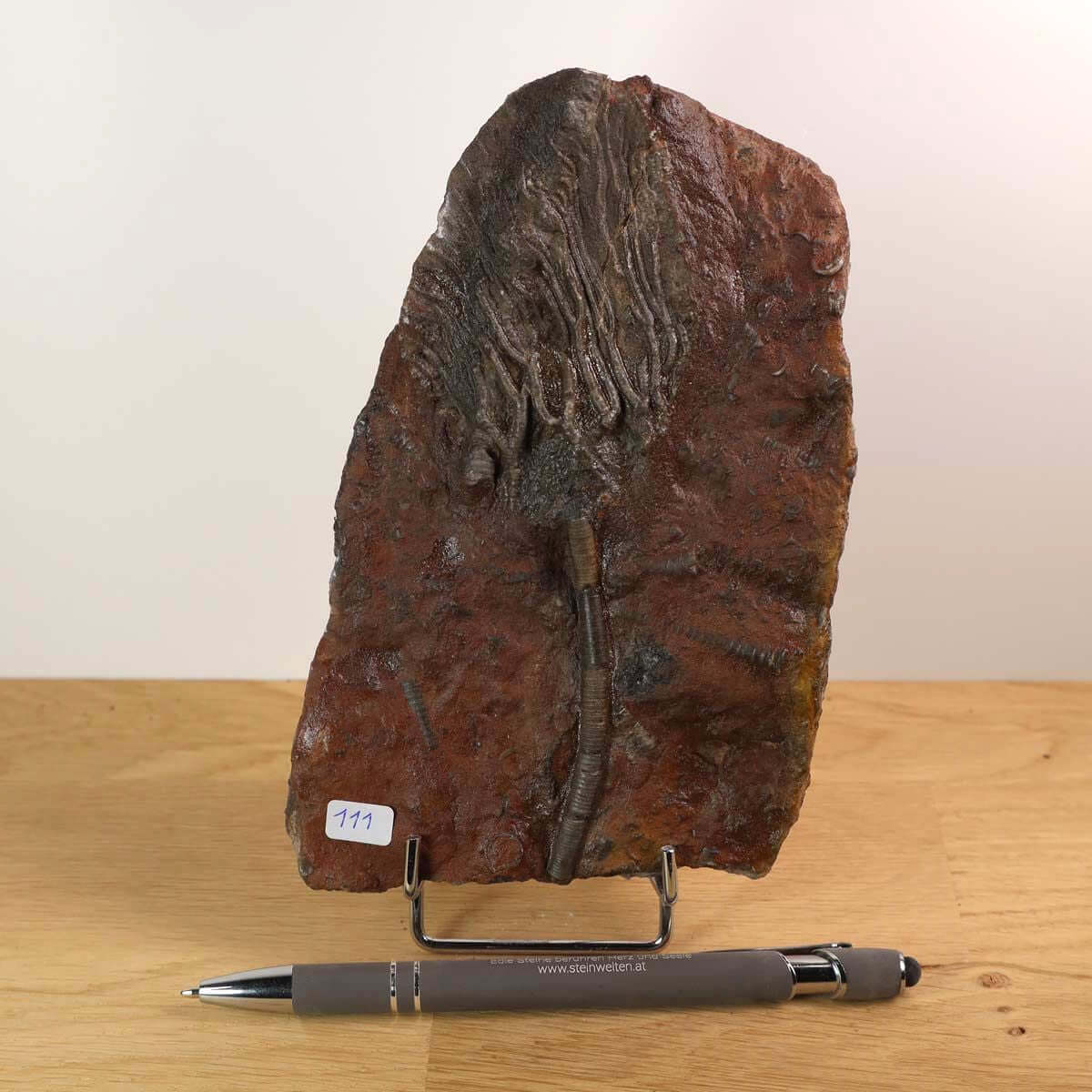 Versteinertes Fossil: Seelilie (Scyphocrinites elegans) 16x11 cm, 425 Mio Jahre alt, Unikat Nr. 111 - Faszination versteinerte Seelilie kaufen.