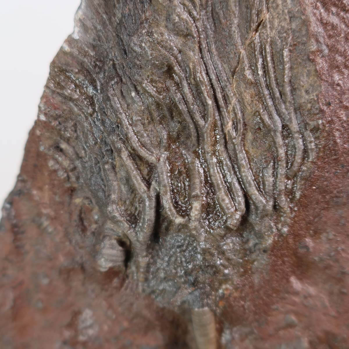 Versteinertes Fossil: Seelilie (Scyphocrinites elegans) 16x11 cm, 425 Mio Jahre alt, Unikat Nr. 111 - Faszination versteinerte Seelilie kaufen.