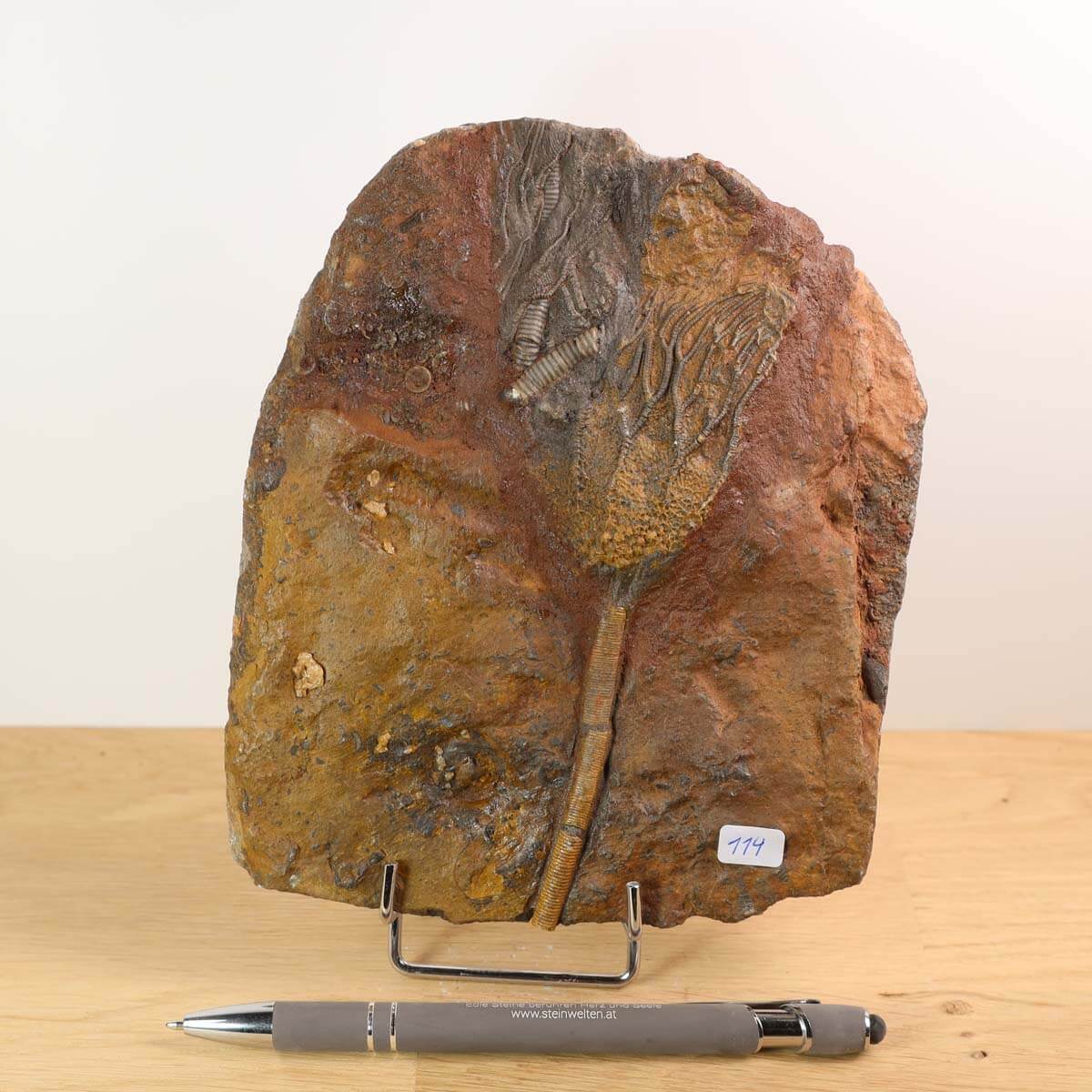 Versteinertes Scyphocrinites elegans Fossil aus Marokko, 16x13 cm, 425 Millionen Jahre alt, Einzigartiges Naturkunstwerk, Nr. 114