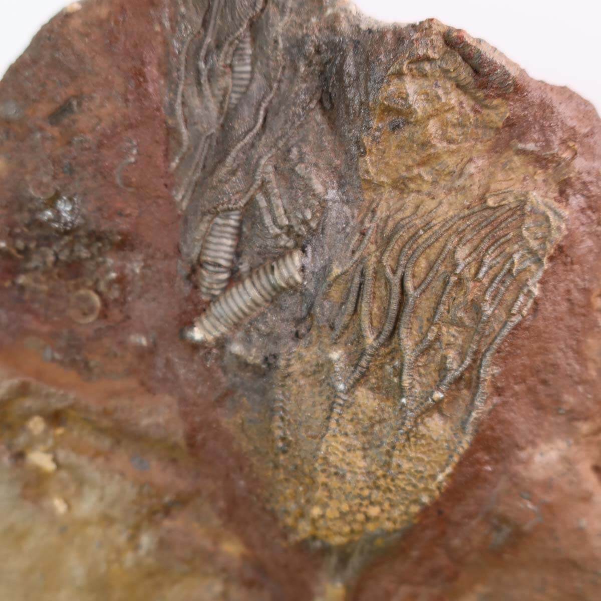 Versteinertes Scyphocrinites elegans Fossil aus Marokko, 16x13 cm, 425 Millionen Jahre alt, Einzigartiges Naturkunstwerk, Nr. 114
