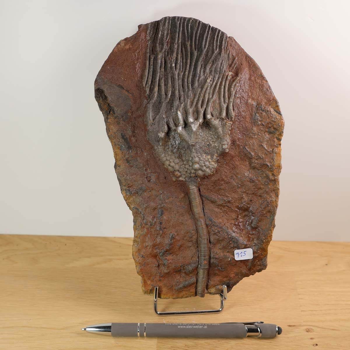 Versteinertes Scyphocrinites elegans Fossil, 20x13 cm, 425 Millionen Jahre alt, einzigartiges Meereslebewesen aus Marokko.