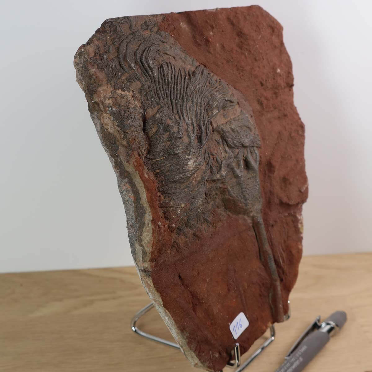 Versteinertes Fossil Seelilie (Scyphocrinites elegans) 17x11cm, 425 Millionen Jahre alt, einzigartig aus Marokko, Unikat Nr. 116.