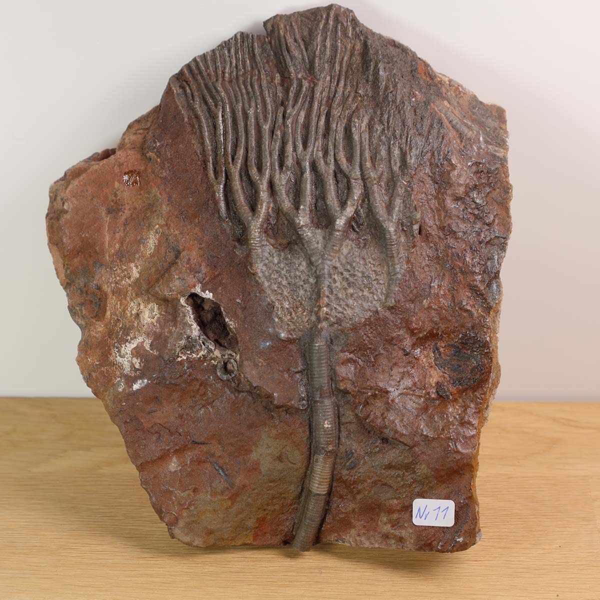 Versteinertes Scyphocrinites elegans Fossil, Seelilien aus Marokko, 425 Millionen Jahre alt, Unikat Nr. 11, auf Ständer präsentiert