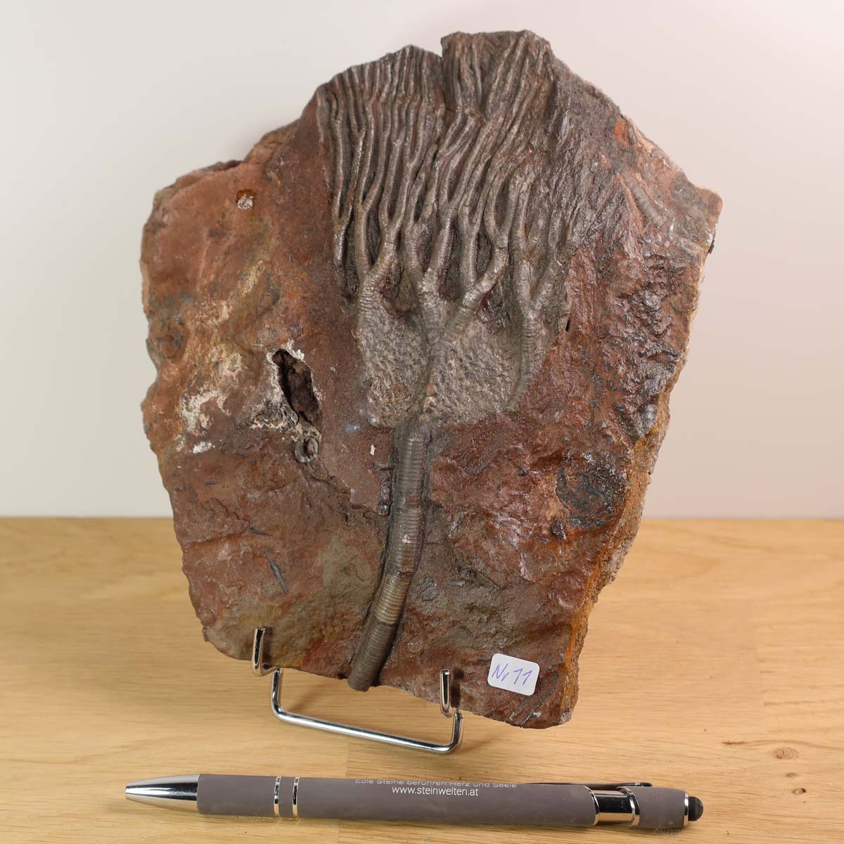 Versteinertes Scyphocrinites elegans Fossil, Seelilien aus Marokko, 425 Millionen Jahre alt, Unikat Nr. 11, auf Ständer präsentiert