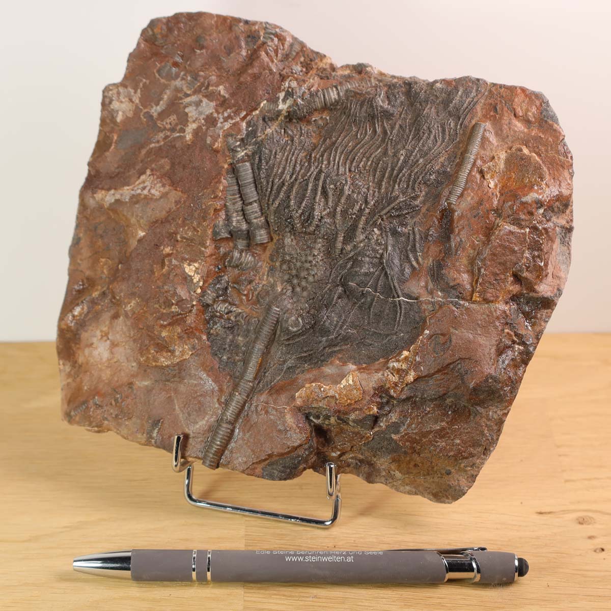 Fossilized sea lily (Scyphocrinites elegans) specimen from Morocco, 14x16 cm, 425 million years old, with a pen for scale, unique piece 12.