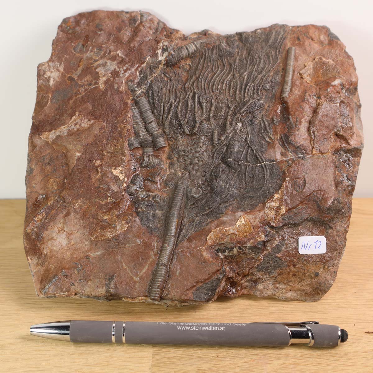 Fossilized sea lily (Scyphocrinites elegans) specimen from Morocco, 14x16 cm, 425 million years old, with a pen for scale, unique piece 12.