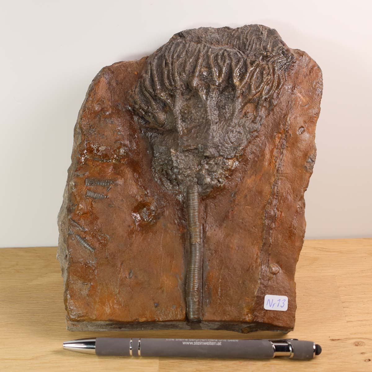 Versteinertes Fossil Seelilien Scyphocrinites elegans aus Marokko, 18x14 cm, 425 Millionen Jahre alt, Unikat Nr. 13.