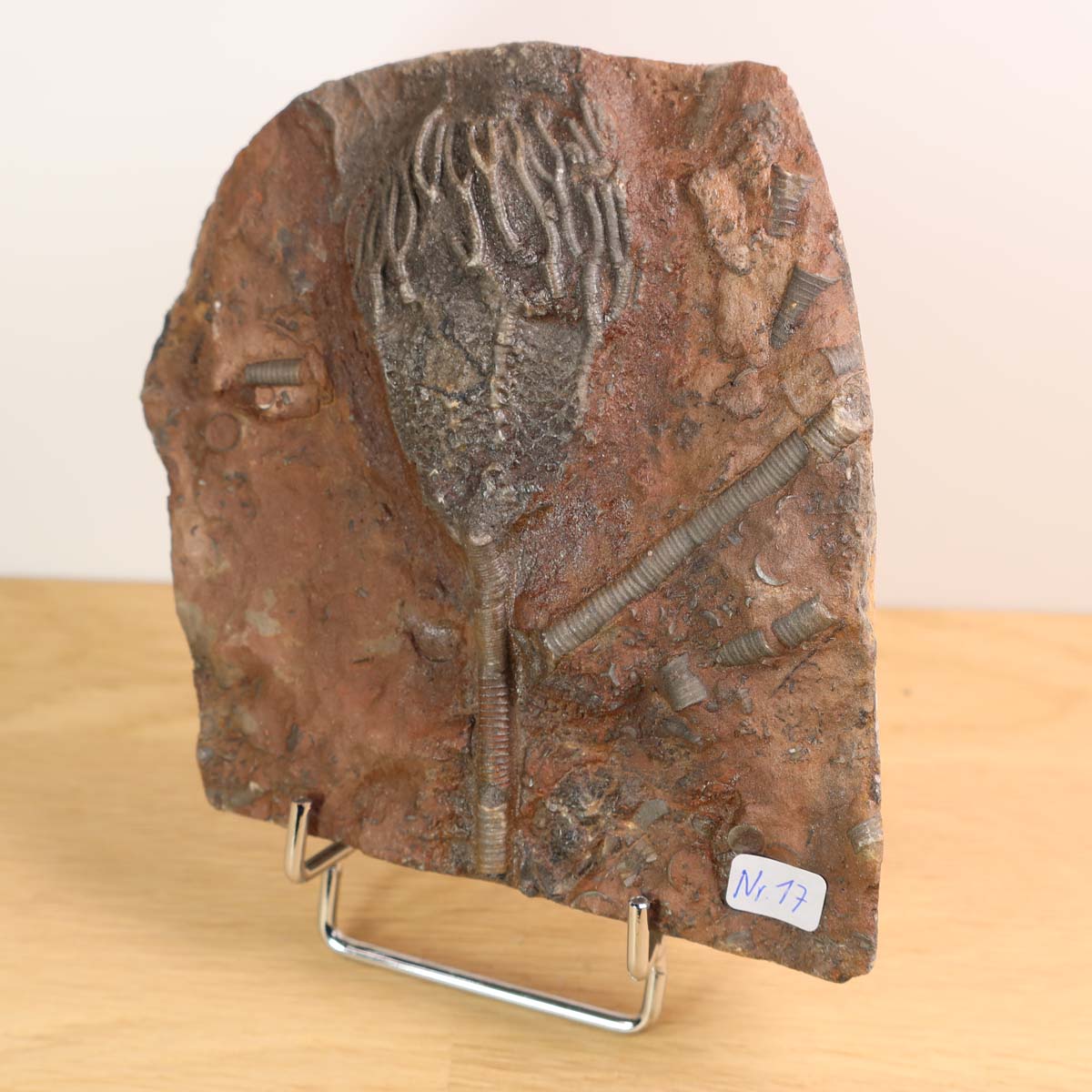 Versteinertes Fossil Seelilien Scyphocrinites elegans 12x11 cm, 425 Millionen Jahre altes Unikat Nr. 17 aus Marokko.