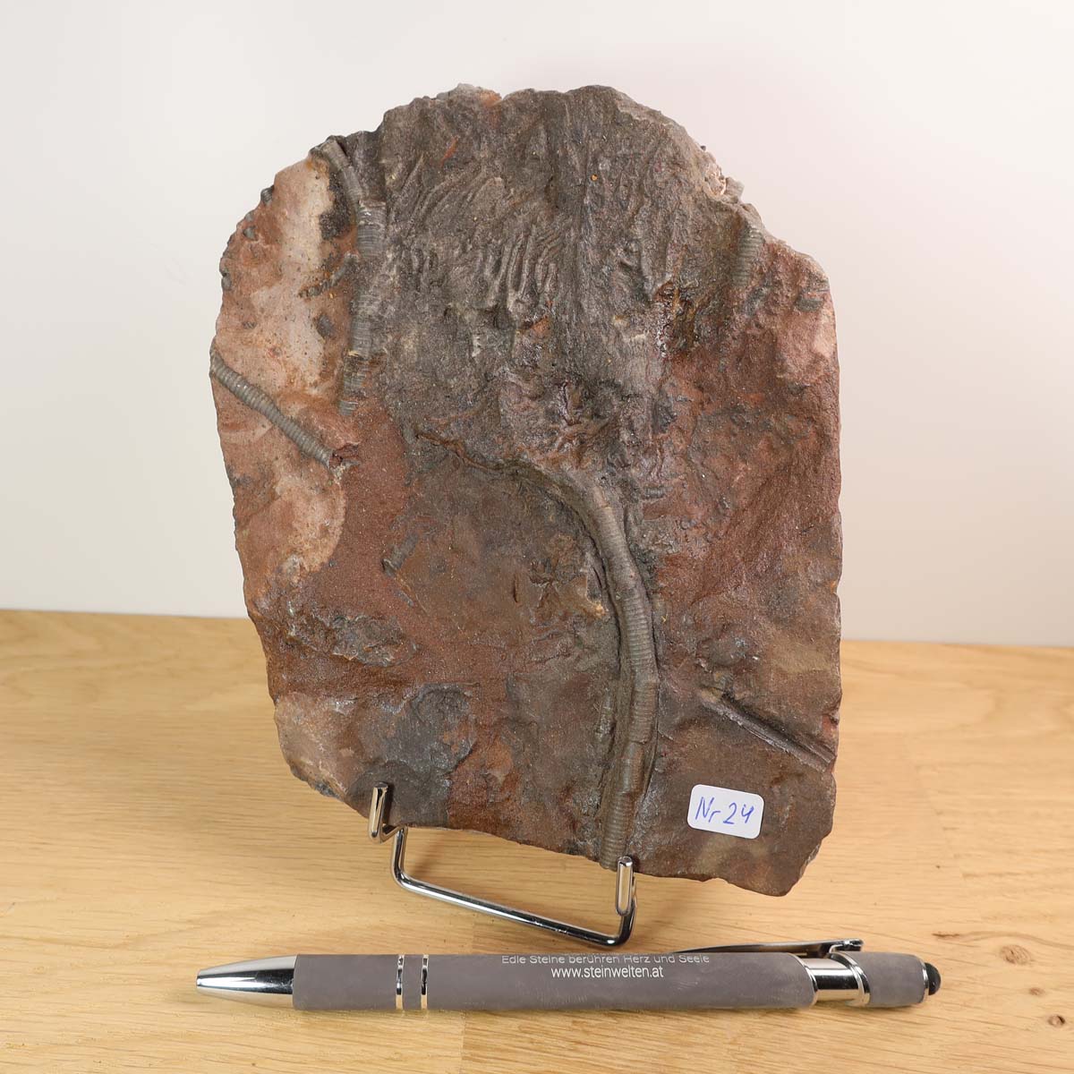 Scyphocrinites elegans fossil on stand, 16x12 cm, unique piece No. 24, 425 million years old, with pen for scale.