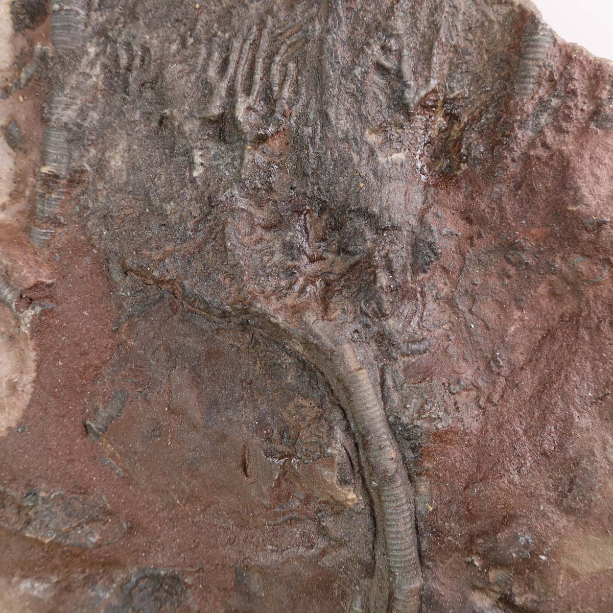 Scyphocrinites elegans fossil on stand, 16x12 cm, unique piece No. 24, 425 million years old, with pen for scale.