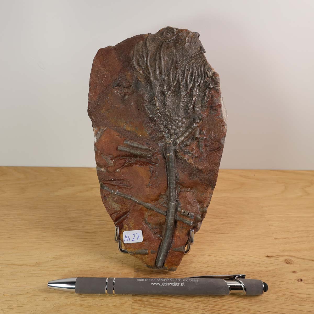 Scyphocrinites elegans fossil from Morocco, 425 million years old, featuring intricate sea lily structure, unique piece No. 27.