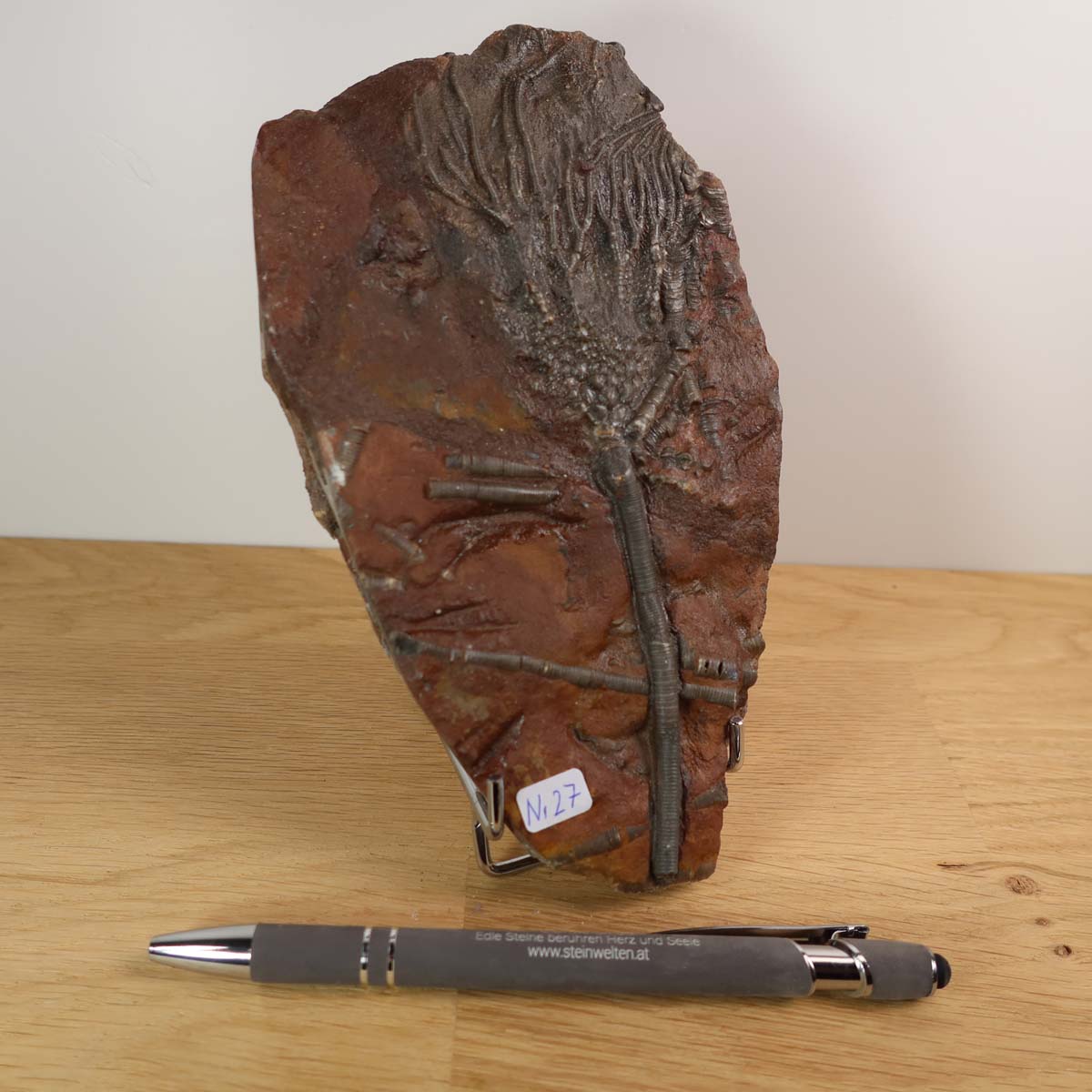 Scyphocrinites elegans fossil from Morocco, 425 million years old, featuring intricate sea lily structure, unique piece No. 27.