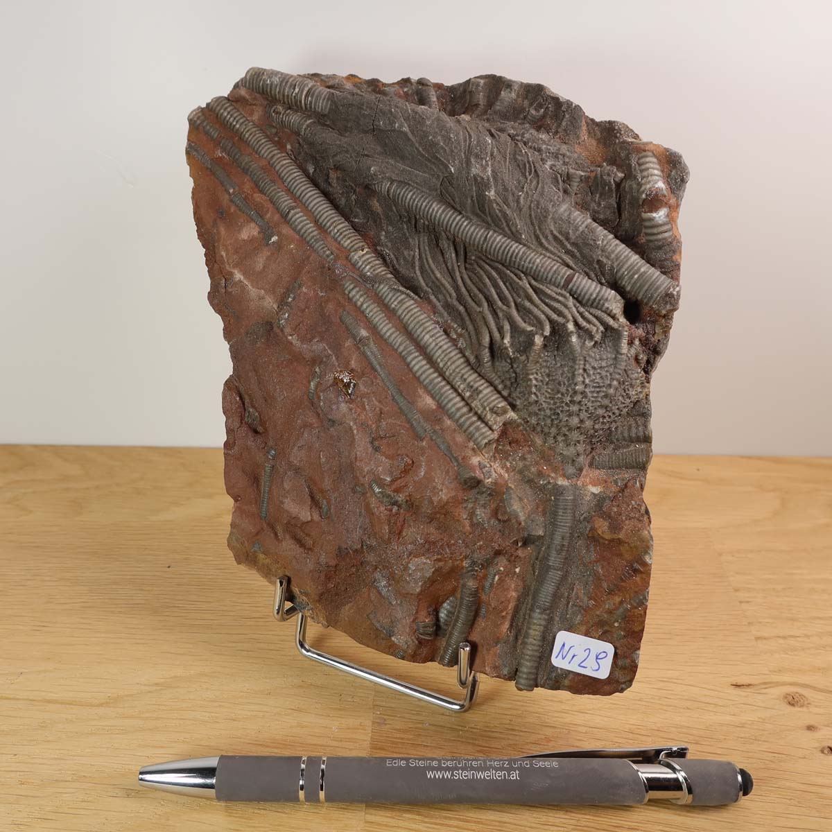 Versteinertes Fossil Seelilien (Scyphocrinites elegans) auf Ständer, Unikat Nr. 29, 425 Millionen Jahre, 15x14 cm, Marokko