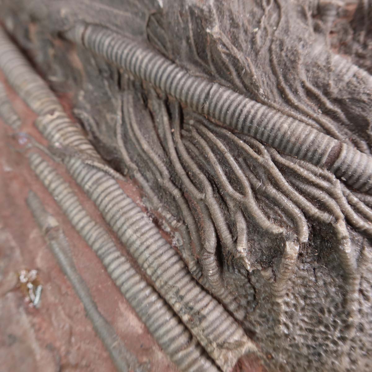 Versteinertes Fossil Seelilien (Scyphocrinites elegans) auf Ständer, Unikat Nr. 29, 425 Millionen Jahre, 15x14 cm, Marokko