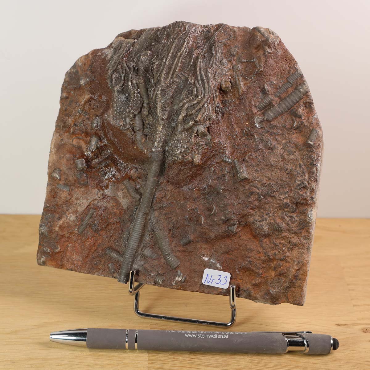 Versteinertes Fossil Seelilien Scyphocrinites elegans 14x14 cm, 425 Millionen Jahre alt, Unikat Nr. 33 aus Marokko - Seitenansicht