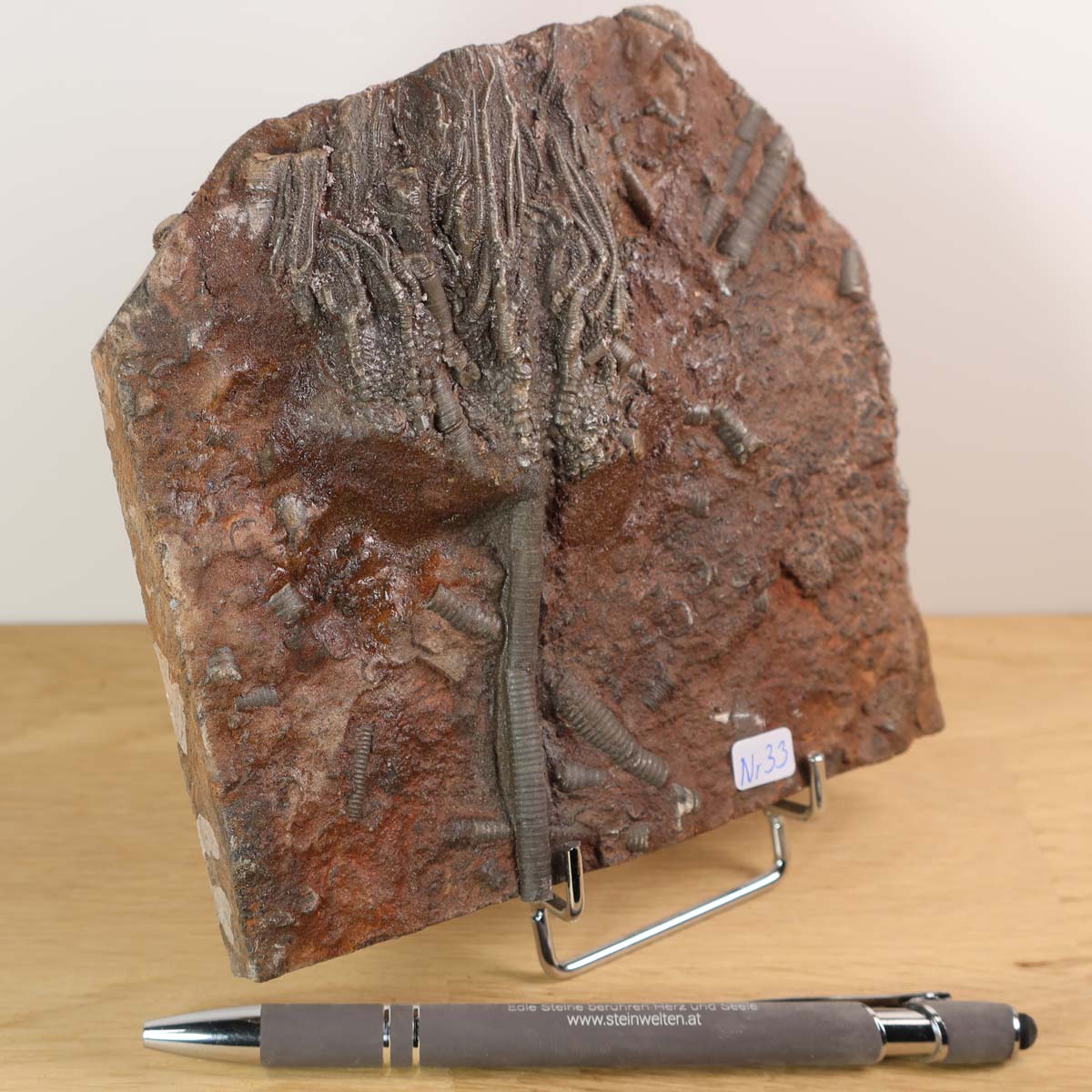 Versteinertes Fossil Seelilien Scyphocrinites elegans 14x14 cm, 425 Millionen Jahre alt, Unikat Nr. 33 aus Marokko - Seitenansicht