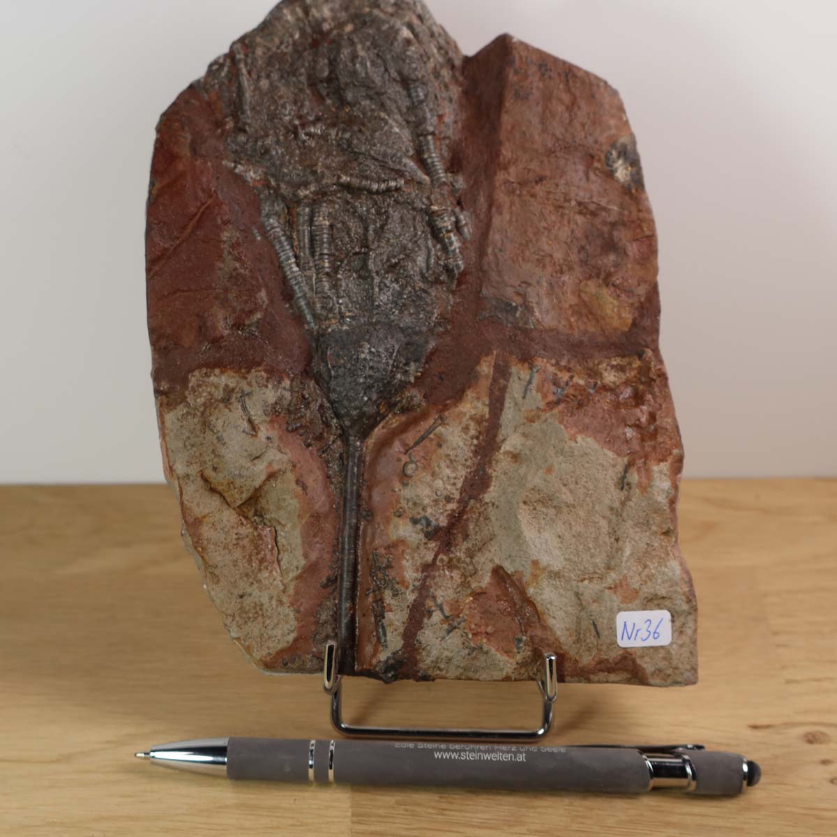 Fossil of Scyphocrinites elegans sea lilies on display with rocky texture, measuring 17x12 cm, unique piece No. 36