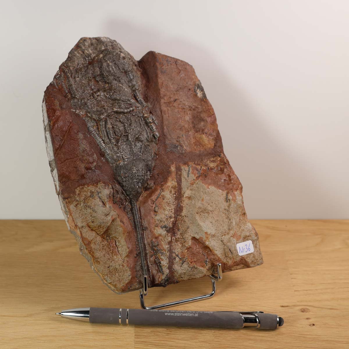 Fossil of Scyphocrinites elegans sea lilies on display with rocky texture, measuring 17x12 cm, unique piece No. 36