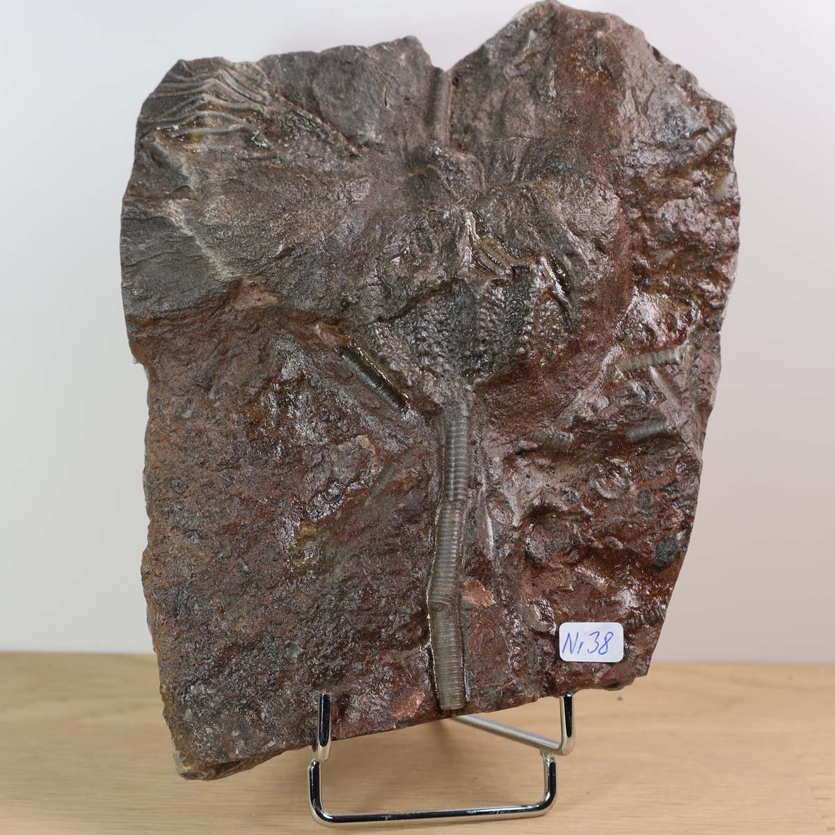 Versteinertes Fossil der Seelilie (Scyphocrinites elegans), 425 Millionen Jahre alt, Unikat Nr. 38, ausgestellt auf einem Ständer