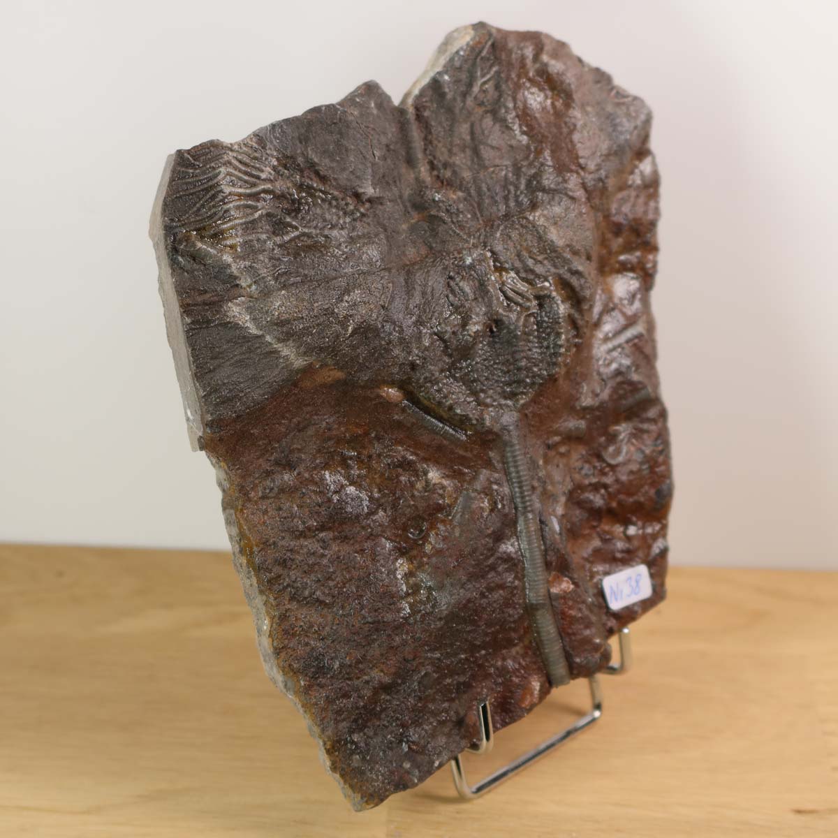 Versteinertes Fossil der Seelilie (Scyphocrinites elegans), 425 Millionen Jahre alt, Unikat Nr. 38, ausgestellt auf einem Ständer