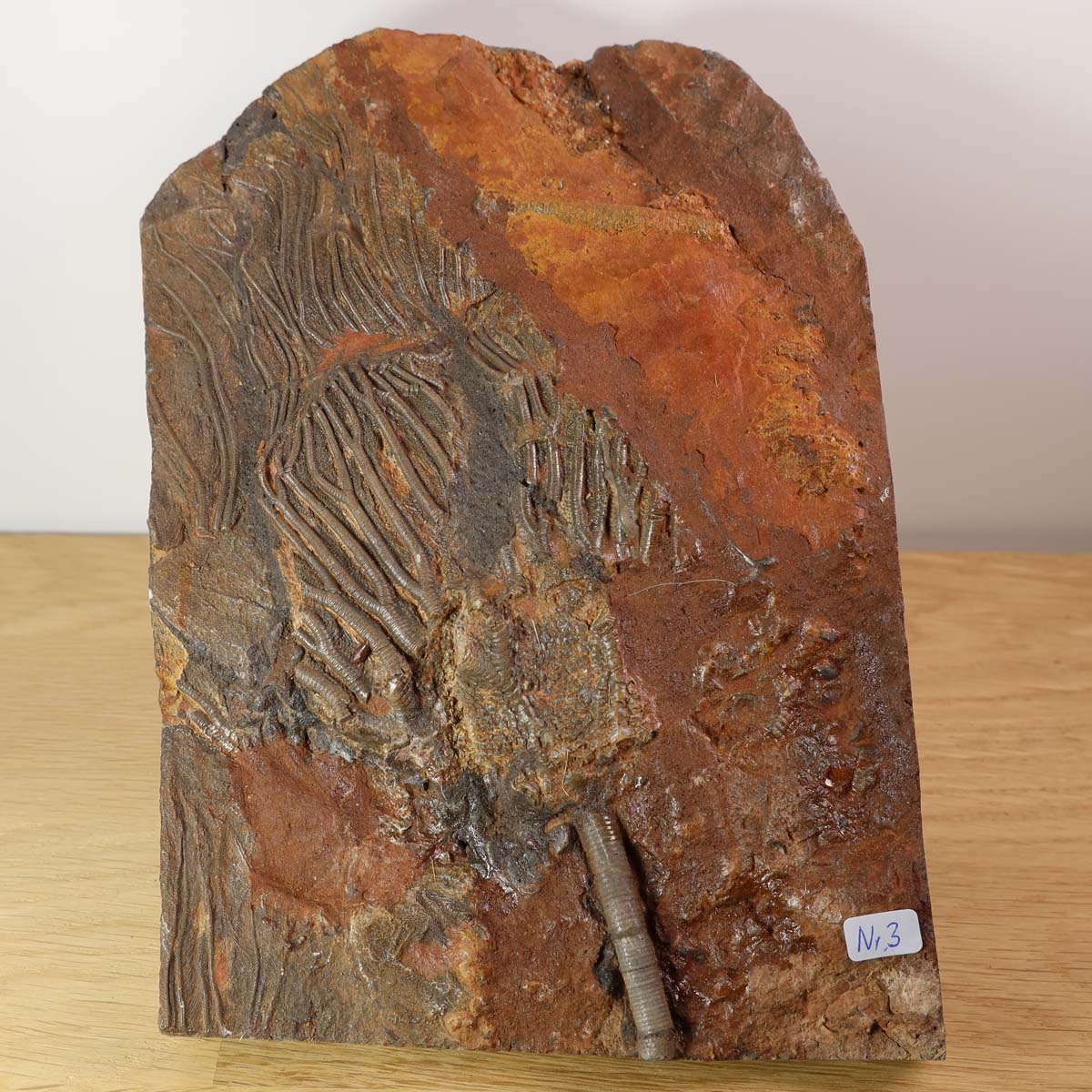 Versteinertes Fossil Seelilien Scyphocrinites elegans aus Marokko auf Ständer, Unikat Nr. 3, 425 Millionen Jahre alt