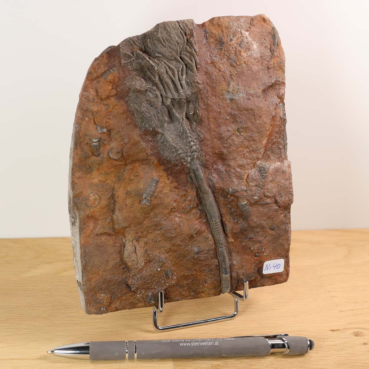 Versteinertes Fossil Seelilien Scyphocrinites elegans auf Holzständer, 16x13 cm, im Vergleich zu einem Stift.