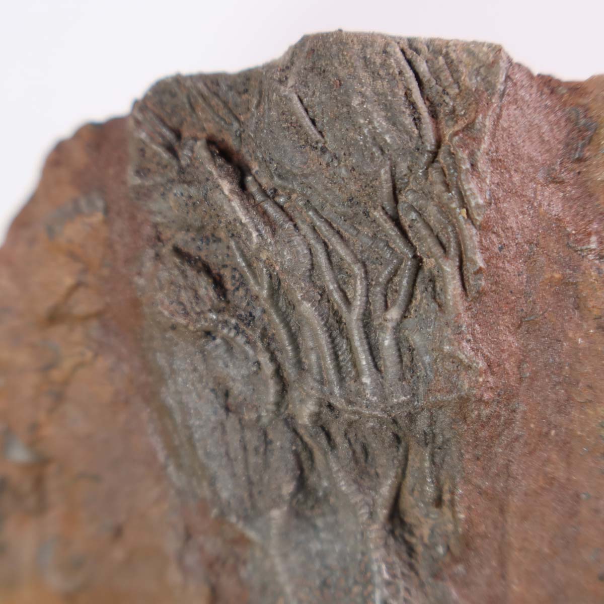 Versteinertes Fossil Seelilien Scyphocrinites elegans auf Holzständer, 16x13 cm, im Vergleich zu einem Stift.