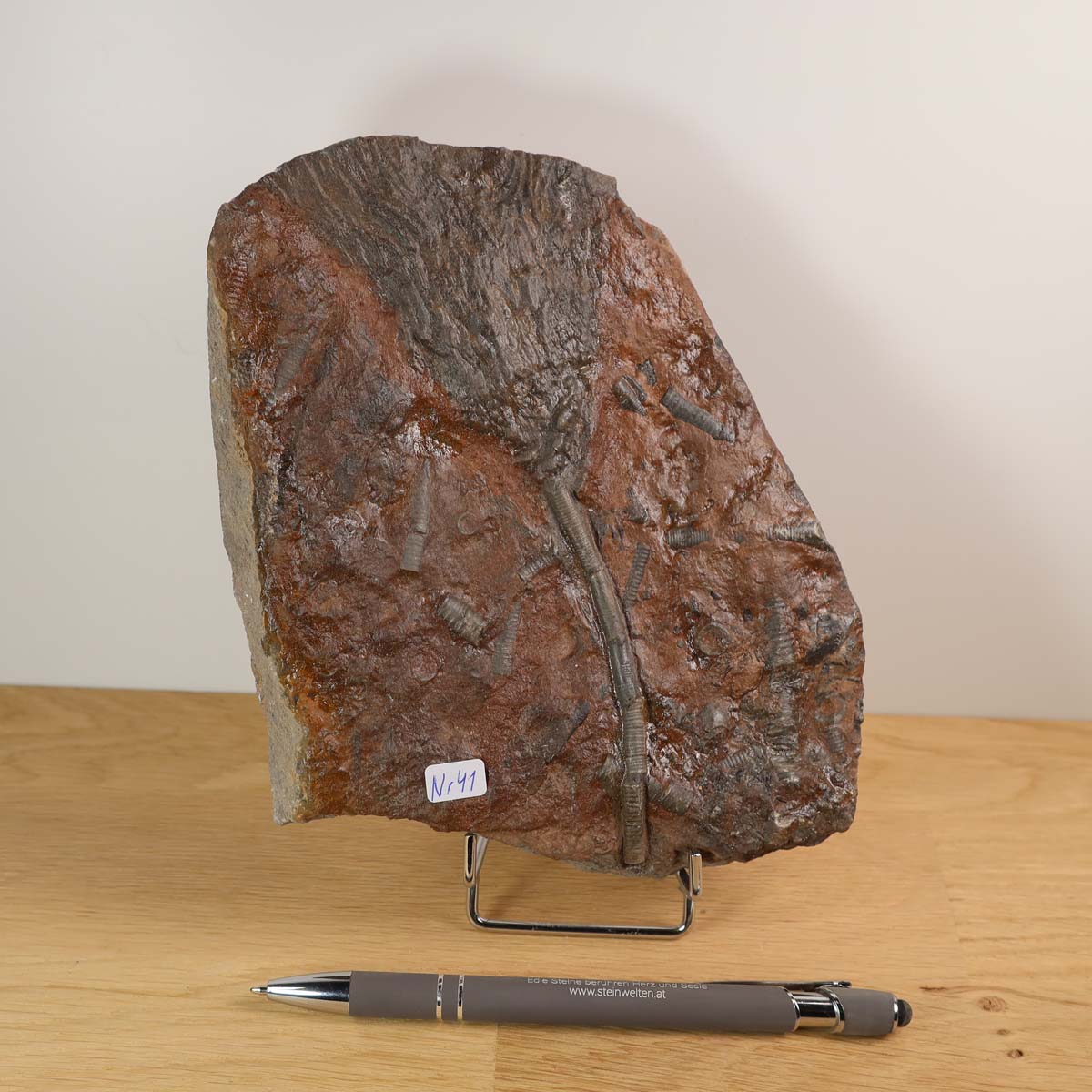 Versteinertes Fossil Scyphocrinites elegans, 17x14 cm, 425 Millionen Jahre, Unikat Nr. 41, faszinierende Seelilien aus Marokko