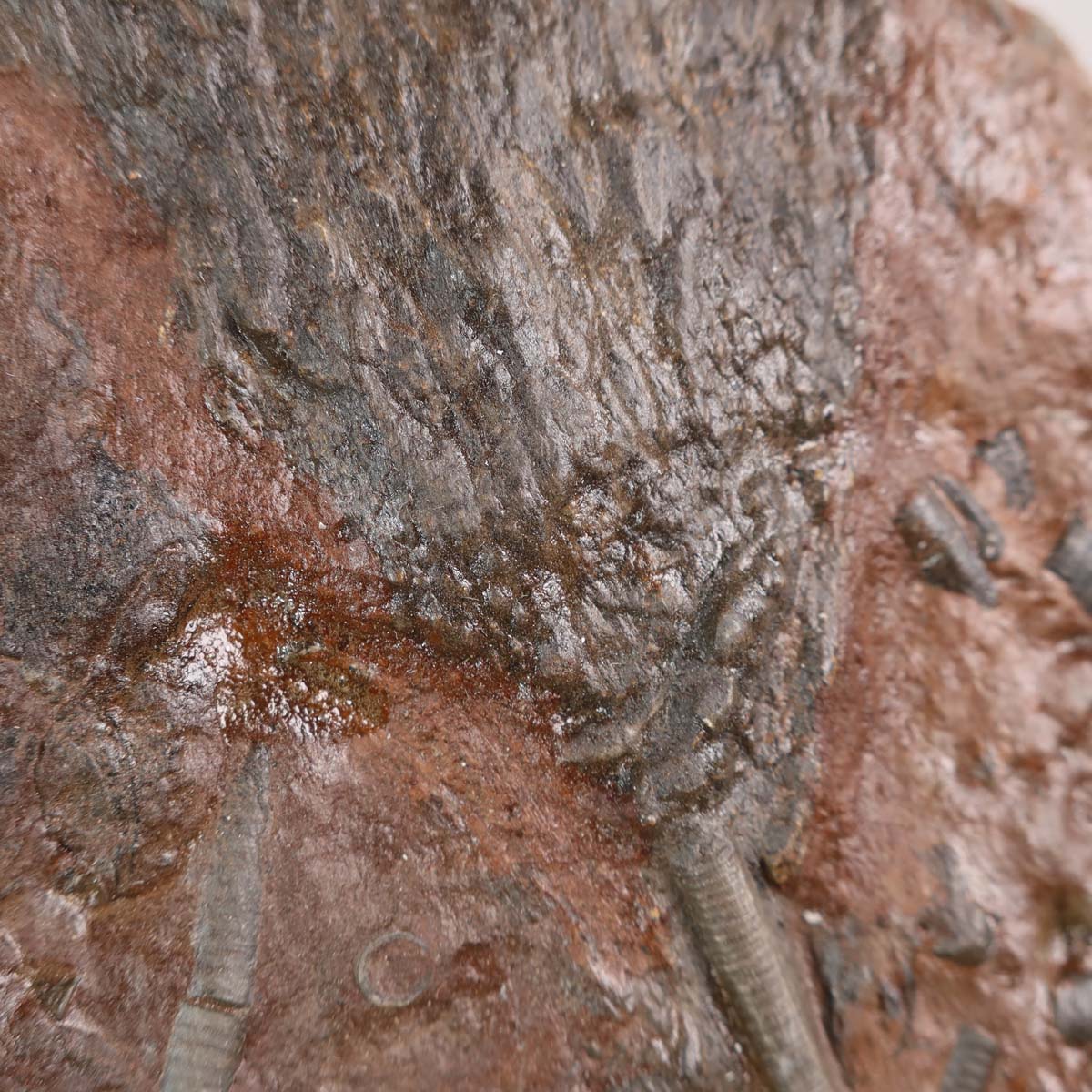 Versteinertes Fossil Scyphocrinites elegans, 17x14 cm, 425 Millionen Jahre, Unikat Nr. 41, faszinierende Seelilien aus Marokko