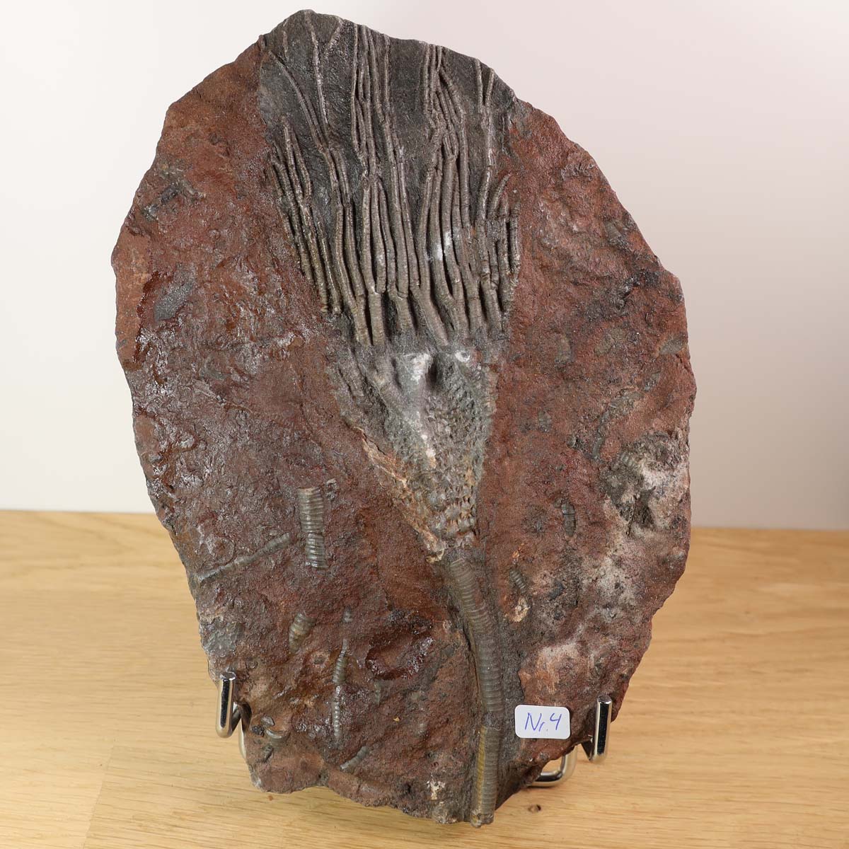 Versteinertes Fossil von Seelilien (Scyphocrinites elegans) aus Marokko, einzigartiges Naturkunstwerk, 20x14 cm, 425 Millionen Jahre alt.