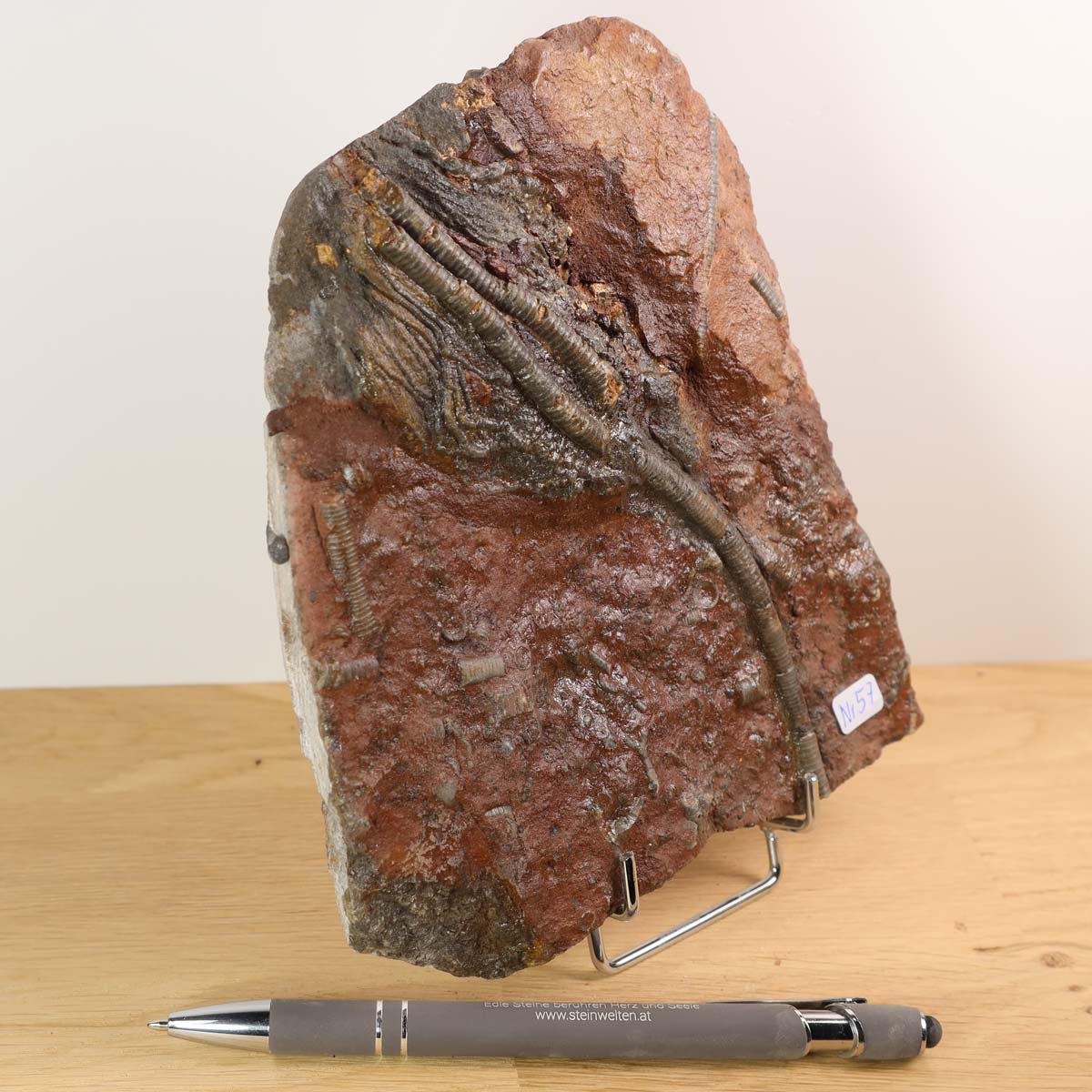 Versteinertes Scyphocrinites elegans Fossil 16x14 cm, Unikat Nr. 57 aus Marokko. Versteinertes Fossil kaufen bei Steinwelten.