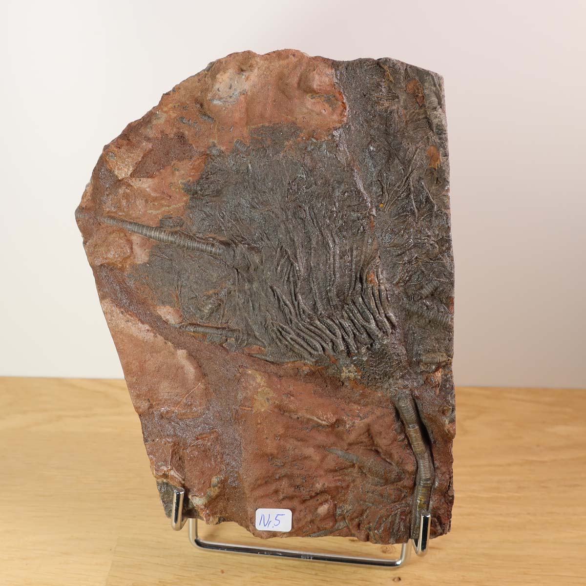 Versteinertes Fossil Seelilien Scyphocrinites elegans 18x13 cm Unikat Nr. 5 dekorativ ausgestellt auf Holzuntergrund.