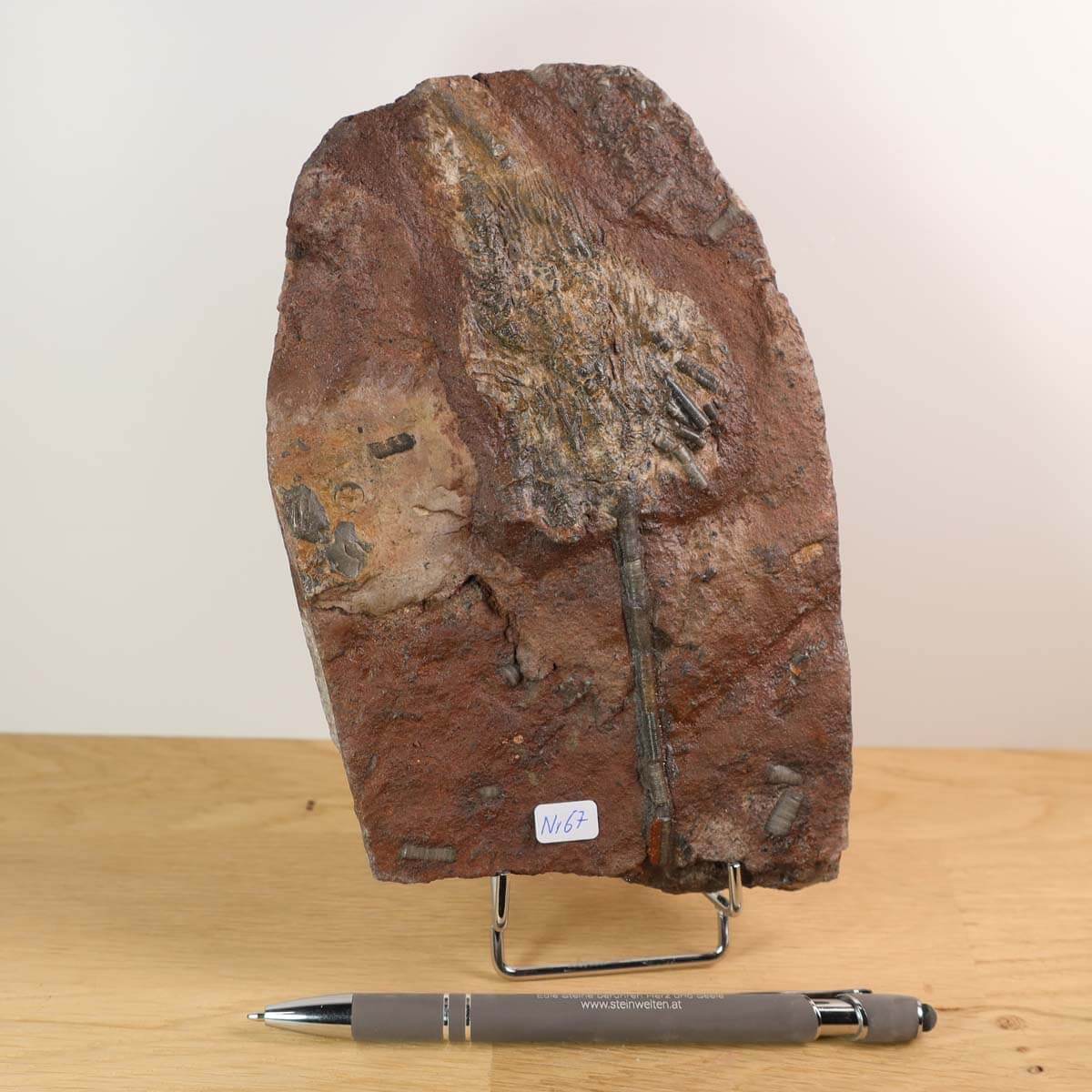 Versteinertes Fossil Seelilien Scyphocrinites elegans, Naturkunstwerk aus Marokko, Steinwelten Fachgeschäft Mineralien Graz