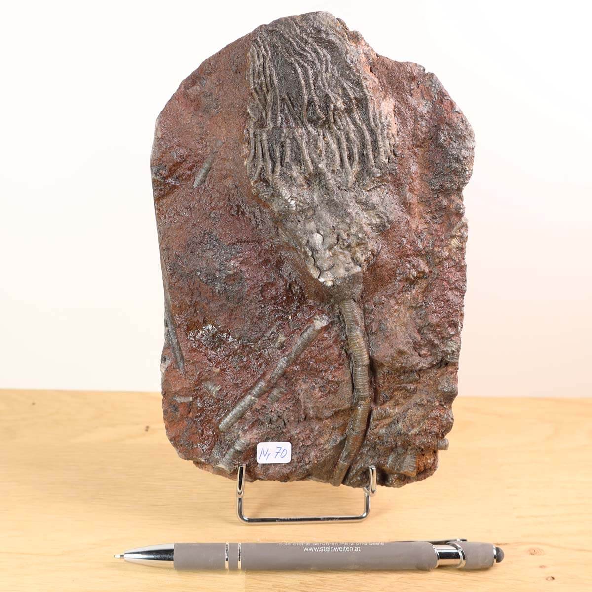 Versteinertes Seelilienfossil - Scyphocrinites elegans, 16x18 cm, 425 Millionen Jahre alt, Unikat Nr. 70, Steinwelten Fachgeschäft Graz