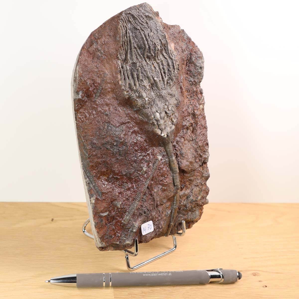 Versteinertes Seelilienfossil - Scyphocrinites elegans, 16x18 cm, 425 Millionen Jahre alt, Unikat Nr. 70, Steinwelten Fachgeschäft Graz