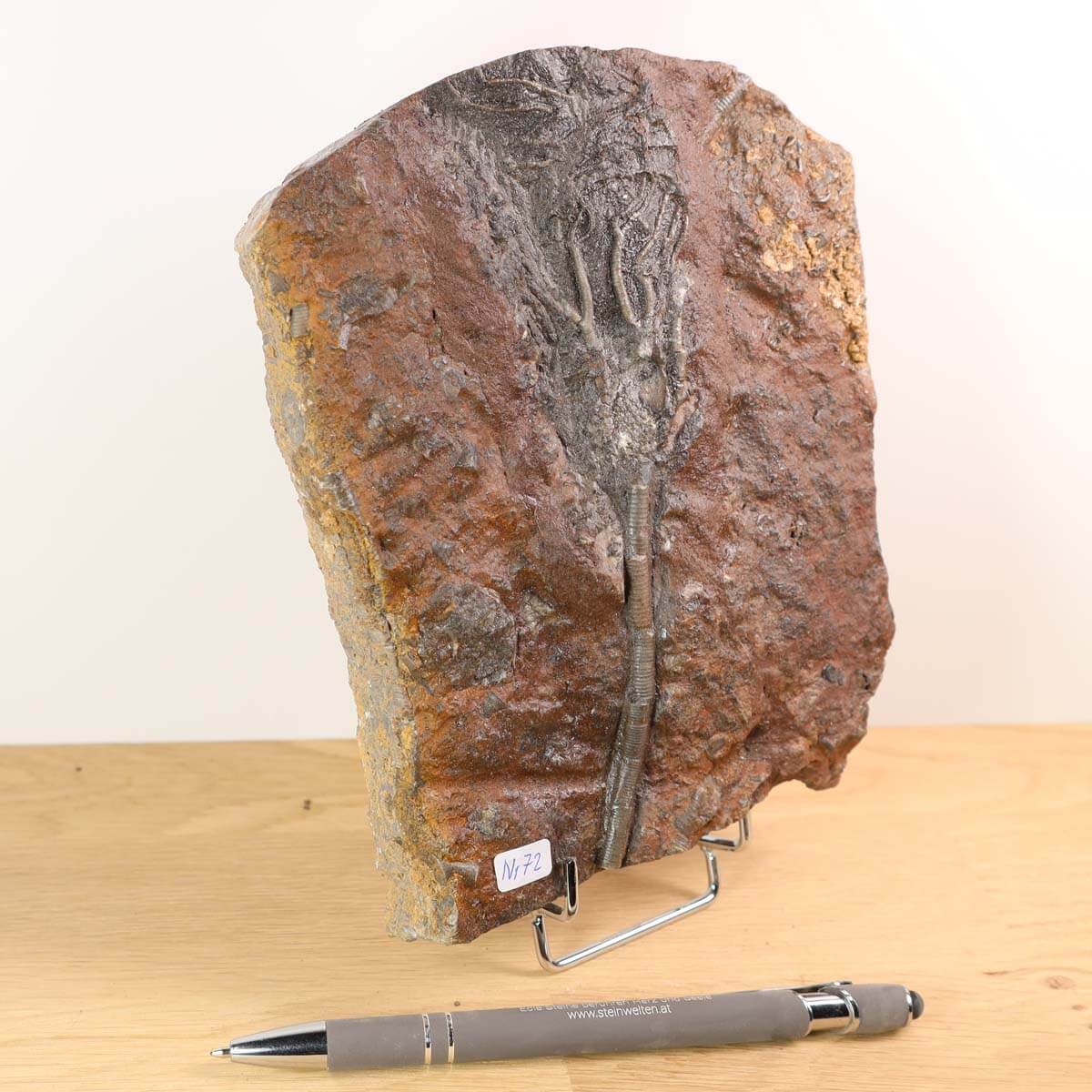 Fossil of Scyphocrinites elegans, a crinoid from Morocco, 17x13 cm, 425 million years old, unique piece No. 72, displayed on stand.