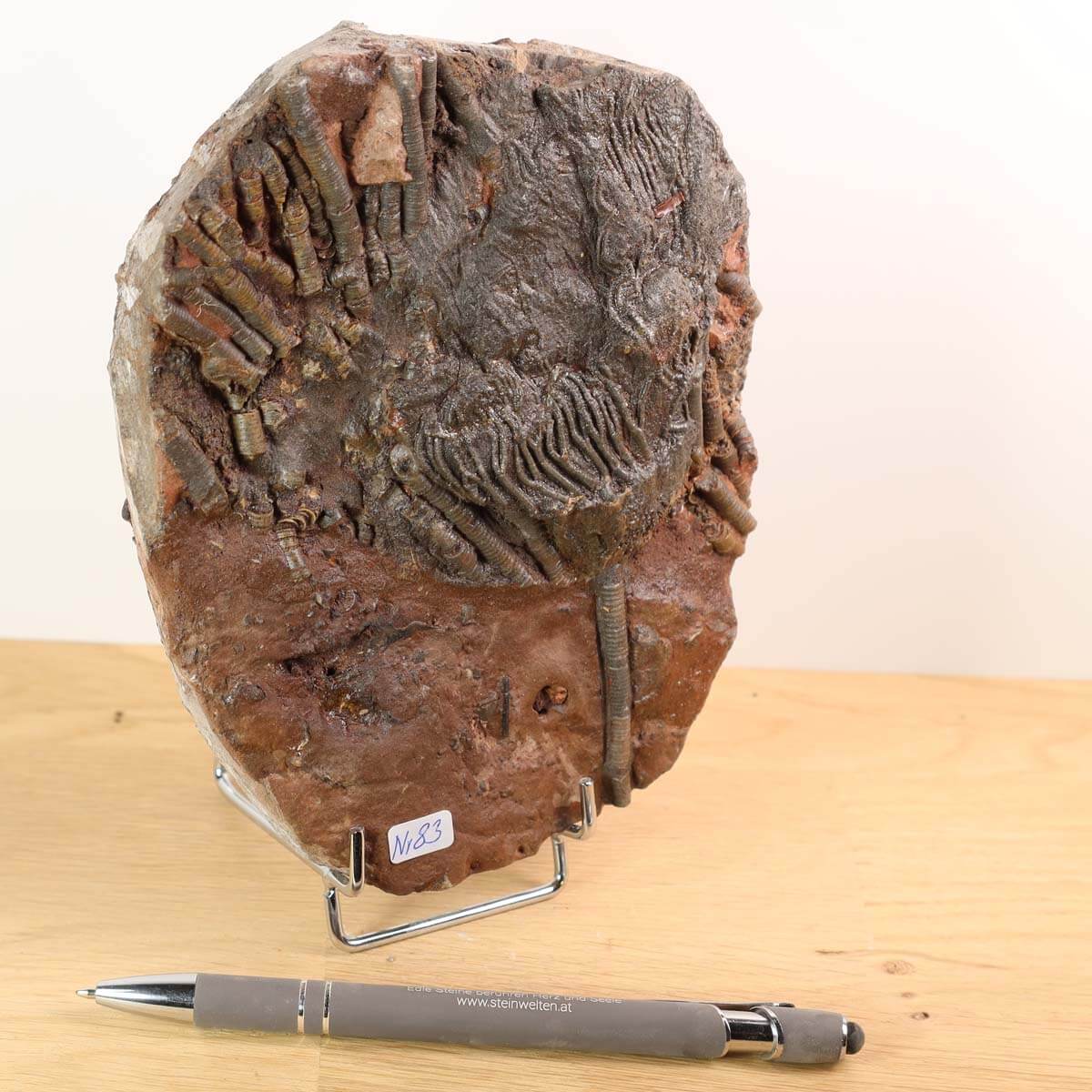 Fossil of Scyphocrinites elegans, a 425 million-year-old sea lily from Morocco, displayed beside a pen for scale on a wooden surface.