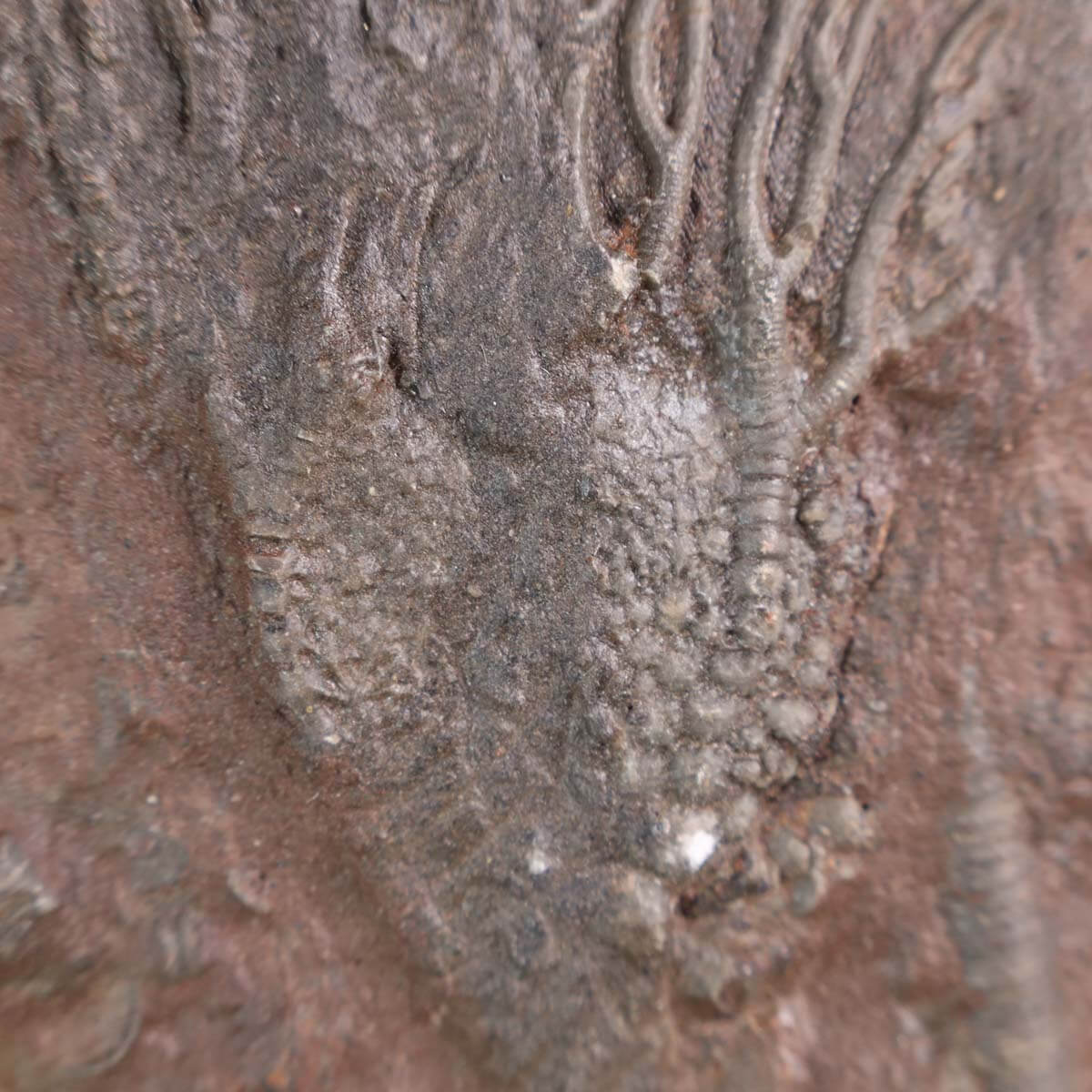 Fossil of Scyphocrinites elegans sea lily on display, 18x11 cm, 425 million years old, unique piece No. 84, with a pen for scale.