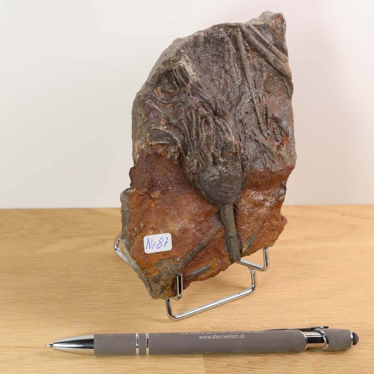 Unique fossil of Scyphocrinites elegans from Morocco, 425 million years old, displayed on a stand with a pen for scale, Unikat Nr. 87.
