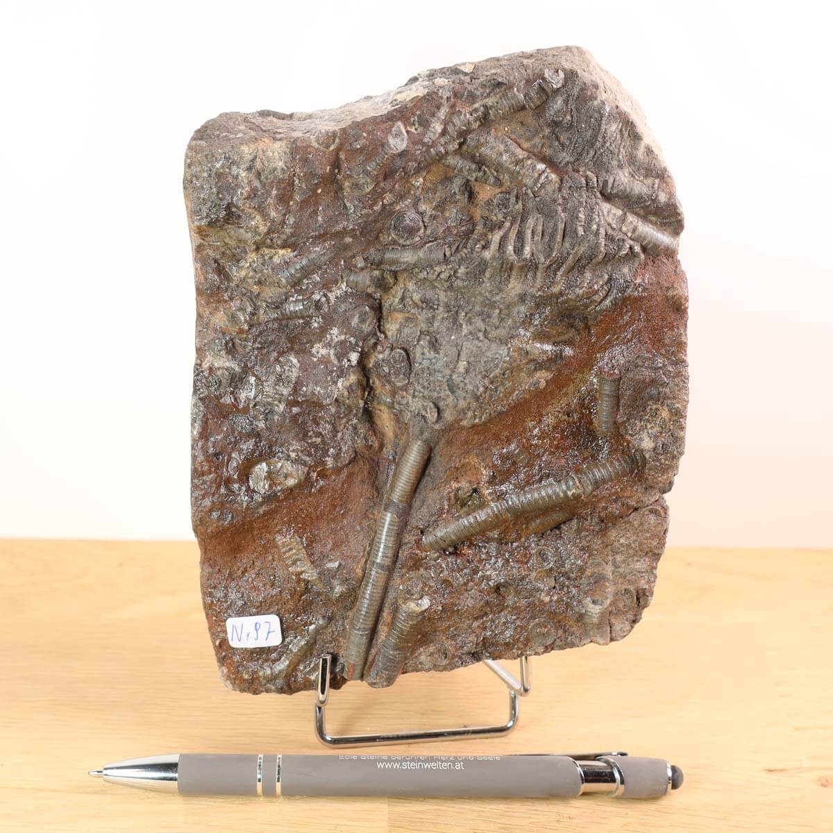 Fossilized sea lilies (Scyphocrinites elegans) unique fossil from Morocco displayed on stand with pen for scale.