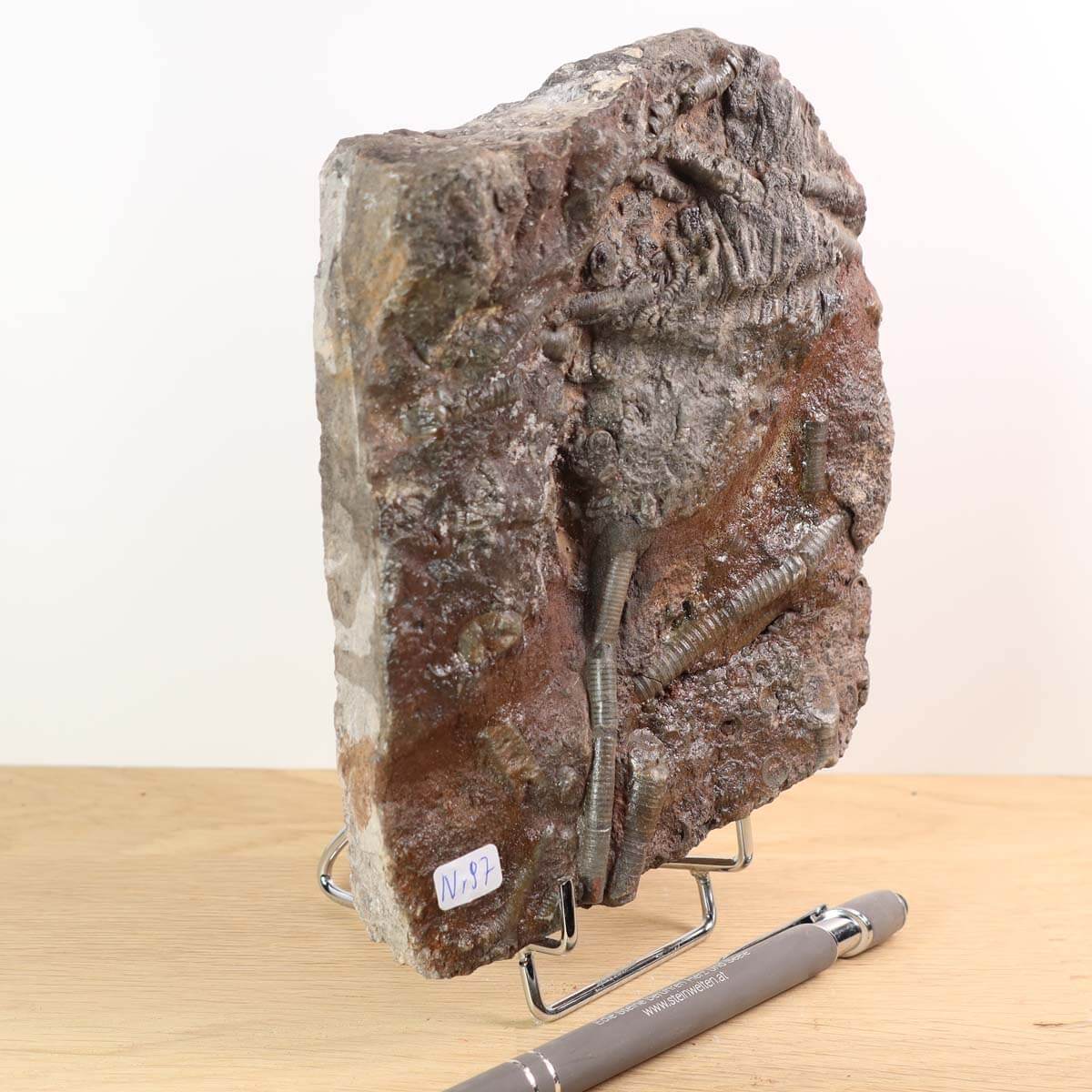 Fossilized sea lilies (Scyphocrinites elegans) unique fossil from Morocco displayed on stand with pen for scale.