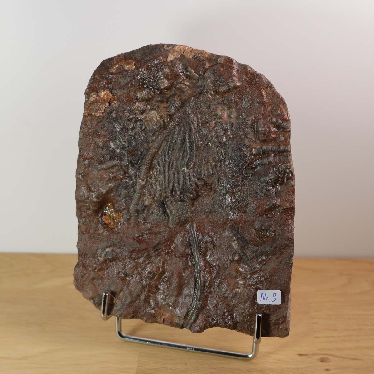 Versteinertes Scyphocrinites elegans Fossil, 16x13 cm, 425 Millionen Jahre, Unikat Nr. 9, auf Holz-Display präsentiert.