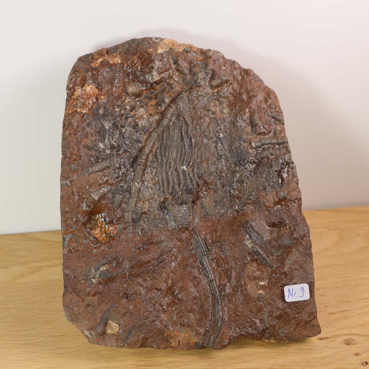 Versteinertes Scyphocrinites elegans Fossil, 16x13 cm, 425 Millionen Jahre, Unikat Nr. 9, auf Holz-Display präsentiert.