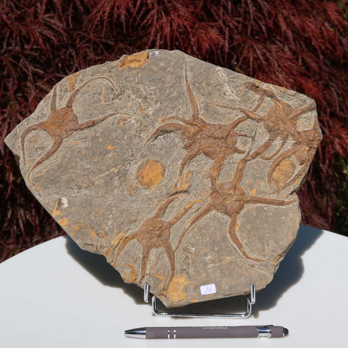 Versteinertes Fossil - Seestern (Schlangensterne Ophiura sp.) 465 Millionen Jahre - 28x23 cm - Nr. 10 auf Display, Details sichtbar.