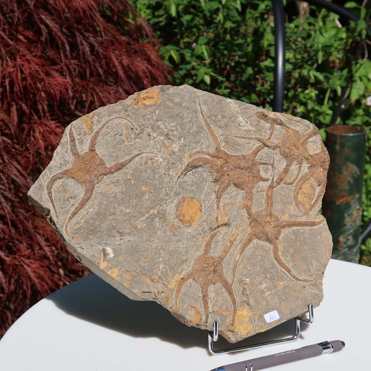 Versteinertes Fossil - Seestern (Schlangensterne Ophiura sp.) 465 Millionen Jahre - 28x23 cm - Nr. 10 auf Display, Details sichtbar.